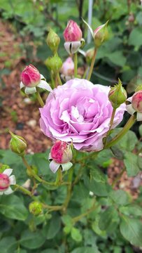 Blooming lavender rose surrounded by purple flower-buds in summer garden. Beautiful pale mauve colour floribunda rose Novalis swaying in the wind. Natural background. Landscape gardening concept