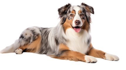 Australian Shepherd isolated on a transparent background