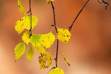 Colorful Birch leaves during fall foliage and a reddish sandstone as a background in Oulanka National Park, Northern Finland