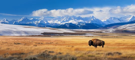 Crédence de cuisine en verre imprimé Buffle Buffalo standing in a prairie with snow covered mountains in the background