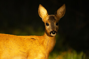 Closeup of a young Roe deer with half of the face in the shadow in a boreal forest in Estonia,...