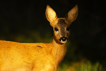 Closeup of a young Roe deer with half of the face in the shadow in a boreal forest in Estonia, Northern Europe