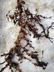  guava root knots caused by root-knot nematodes