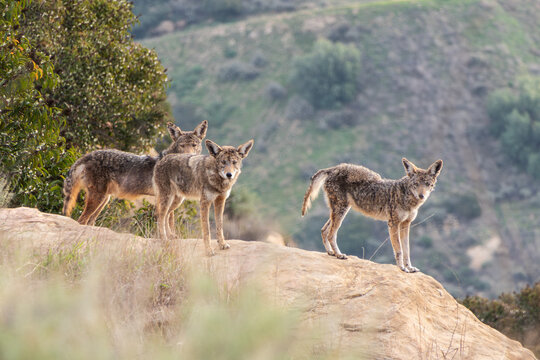 Wild coyotes with mange near Los Angeles in Chatsworth California.  