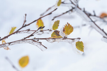 Colorful Birch leaves and branches covered with thick ice on a fell in Urho Kekkonen National Park, Northern Finland