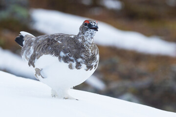 Male Rock ptarmigan walking on fresh snow and calling in the mountains of Urho Kekkonen National Park, Northern Finland	