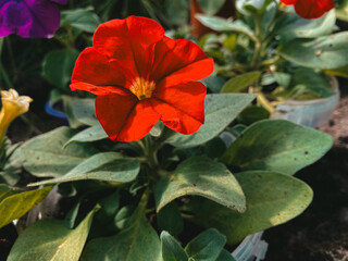Bright red flower horizontal photo. Decorative shot, natural organic plant around greenery, beautiful gardening, season