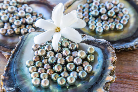Close up of black pearls of Tahiti in a shell, Rangiroa, French Polynesia