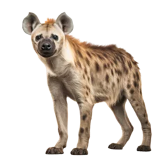 Stof per meter Hyena full body portrait, isolated on transparent background © The Stock Guy