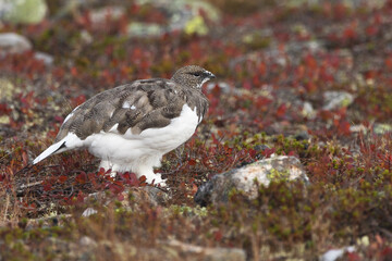 Rock ptarmigan walking on colorful ground on cold autumn day with fresh snow in the mountains of Urho Kekkonen National Park, Northern Finland	