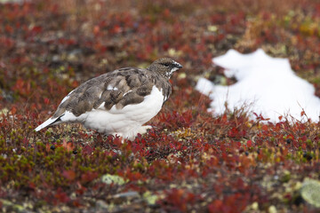 Rock ptarmigan walking on colorful ground on cold autumn day with fresh snow in the mountains of Urho Kekkonen National Park, Northern Finland	