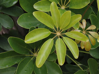 Fototapeta premium 放射状に広がる緑のヤドリフカノキの葉