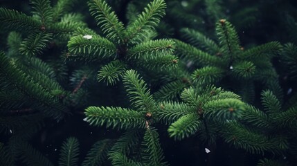 Fluffy branches of a fir-tree. Christmas wallpaper or postcard concept. Selective focus.Beautiful Christmas Background with green fir tree brunch close up.