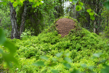 A large ant hill covered and surrounded by lush green plants in Salla National Park, Northern...