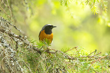 Colorful male Common redstart perched on a beautiful summer day in Salla National Park, Northern Finland