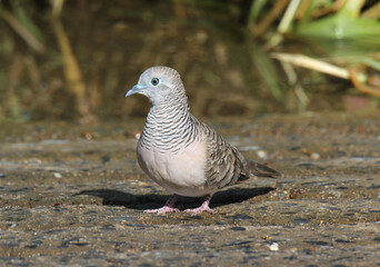 Close up of a peaceful dove pigeon bird standing on concrete