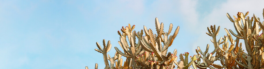 Euphorbia lactea white ghost dragon bone