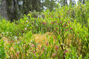 Pinkish European blueberry flowers in a forest in Salla National Park, Northern Finland	