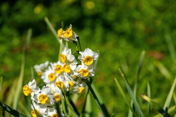 冬の日差しを浴びながら咲く満開のスイセン