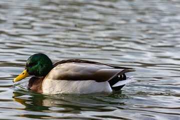Duck swimming in pond during winter