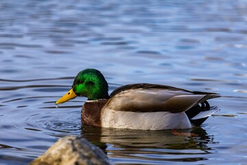 Duck swimming in pond during winter