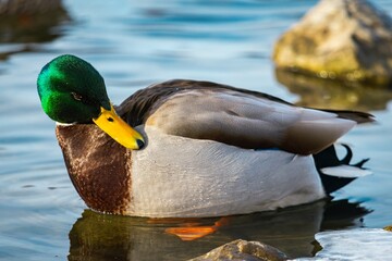 Duck swimming in pond during winter