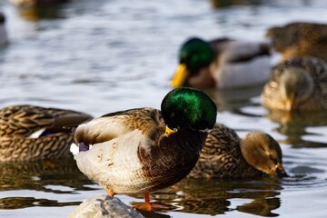 Duck swimming in pond during winter