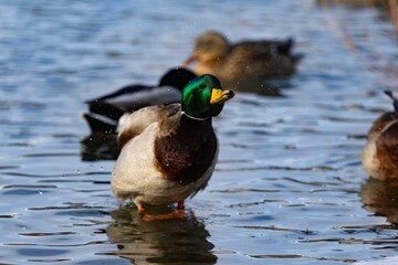 Duck swimming in pond during winter