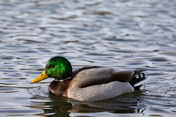 Duck swimming in pond during winter