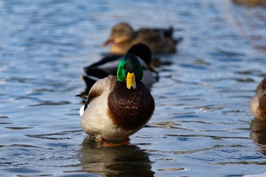 Duck swimming in pond during winter