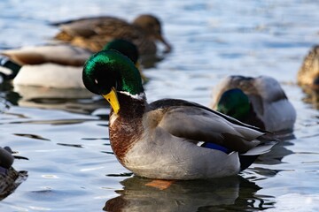 Duck swimming in pond during winter