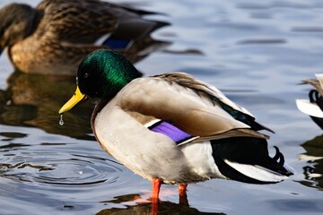 Naklejka na ściany i meble Duck swimming in pond during winter