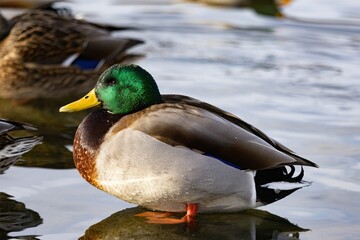 Duck swimming in pond during winter