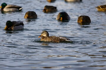 Duck swimming in pond during winter