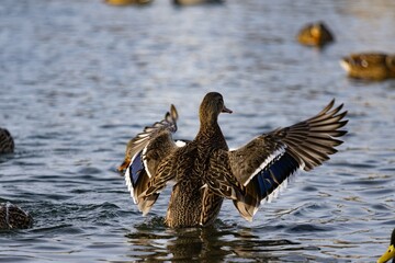 Duck fla[pping its wings in the water