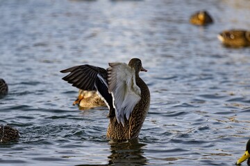 Duck fla[pping its wings in the water