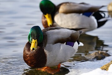 Duck swimming in pond during winter
