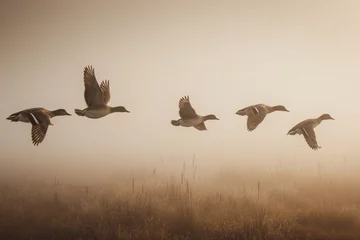Fotobehang A group of 5 Northern pintails flies through fog at Ridgefield National Wildlife Refuge. © Great