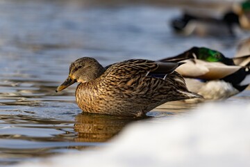 Suck swimming in pond during winter