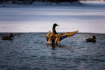 Duck flapping its wings in the water