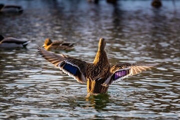 Duck flapping its wings in the water