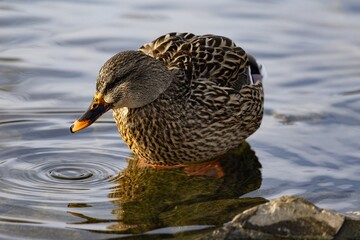 Suck swimming in pond during winter