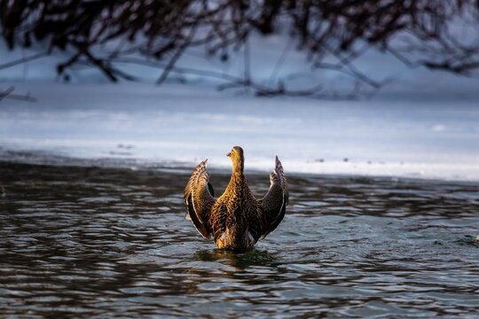Duck flapping its wings in the water