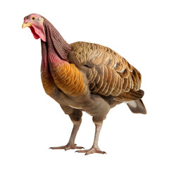 Thanksgiving turkey bird (PNG) isolated on transparent background - obrazy, fototapety, plakaty