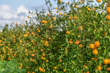 orange garden with oranges in a village on the Mediterranean 2