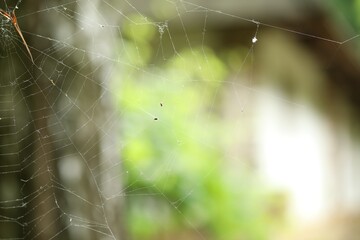 Old dusty cobweb on blurred background, closeup