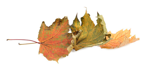 Autumn season. Dry maple leaves isolated on white