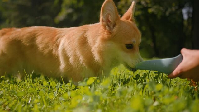 Cute little dog welsh corgi puppy drinking from bottle on grass meadow in park female hands pet owner handler giving water drinking refreshing summer thirst dehydration in park outdoors animal care