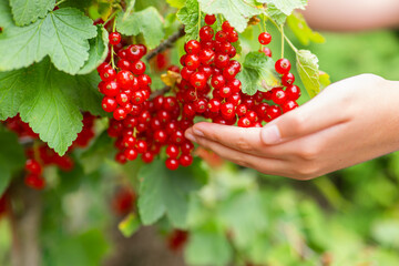 Red currant harvest. Bunch of red currant berries in hand close-up on blurred green garden...