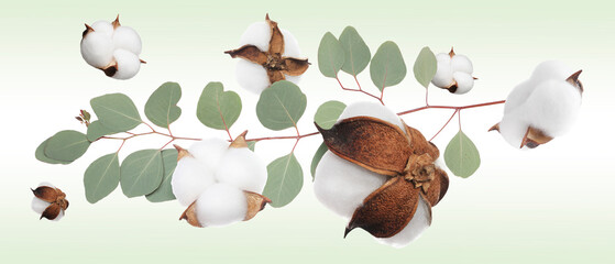 Cotton flowers and eucalyptus leaves falling on light green gradient background